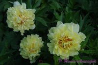 Пион ИТО 'Бартцелла' / Paeonia ITOH 'Bartzella'