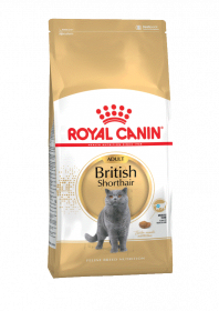 British shorthair 2 кг