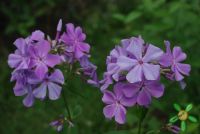 Флокс 'Незабудка' / Phlox 'Nezabudka'