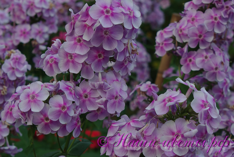 Флокс 'Дениска-Редиска' / Phlox 'Deniska-Rediska'