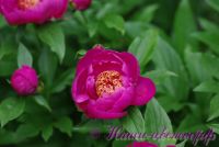 Пион травянистый 'Неон' /  Paeonia 'Neon'