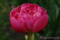 Пион травянистый 'Пинк Гавайн Корал' / Paeonia 'Pink Hawaiian Coral'