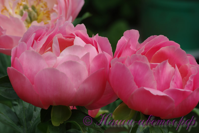 Пион травянистый 'Пинк Гавайн Корал' / Paeonia 'Pink Hawaiian Coral'