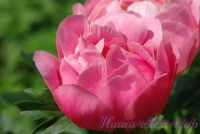 Пион травянистый 'Пинк Гавайн Корал' / Paeonia 'Pink Hawaiian Coral'