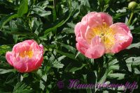 Пион травянистый 'Пинк Гавайн Корал' / Paeonia 'Pink Hawaiian Coral'