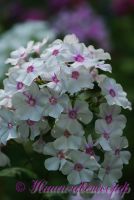 Флокс 'Радонеж' / Phlox 'Radoneg'