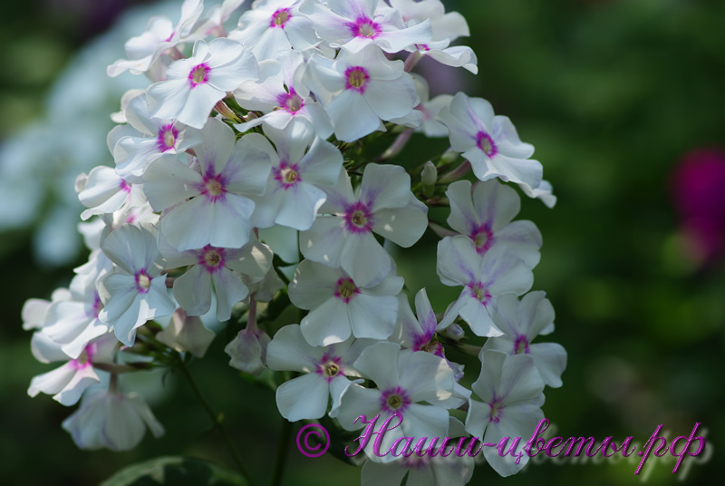 Флокс 'Радонеж' / Phlox 'Radoneg'