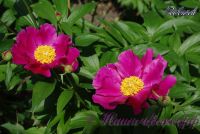 Пион травянистый 'Роланд' /  Paeonia 'Roland'