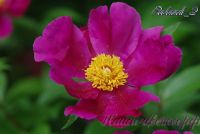 Пион травянистый 'Роланд' /  Paeonia 'Roland'