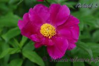 Пион травянистый 'Роланд' /  Paeonia 'Roland'