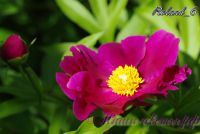 Пион травянистый 'Роланд' /  Paeonia 'Roland'