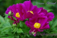 Пион травянистый 'Роланд' /  Paeonia 'Roland'