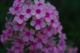 Флокс 'Бэби Фэйс' / Phlox 'Baby Face'