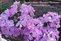 Флокс 'Незабудка' / Phlox 'Nezabudka'