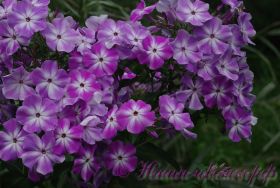 Флокс 'Петруша' / Phlox 'Petrucha' (=Шалун)