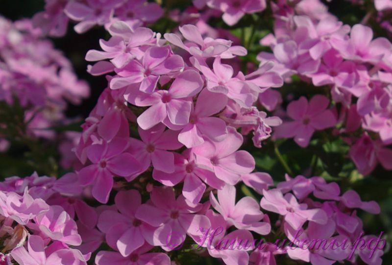 Флокс 'Ариадна' / Phlox 'Ariadna'