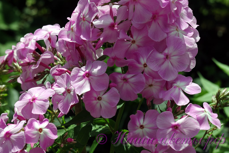 Флокс 'Сеянец Шароновой сиреневый' / Phlox 'Sejanec Charonovoy sirenevij'