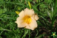 Лилейник 'Лонгфилдс Перл' / Hemerocallis 'Longfields Pearl'