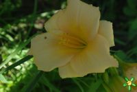 Лилейник 'Лонгфилдс Перл' / Hemerocallis 'Longfields Pearl'