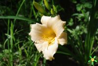 Лилейник 'Лонгфилдс Перл' / Hemerocallis 'Longfields Pearl'