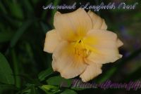 Лилейник 'Лонгфилдс Перл' / Hemerocallis 'Longfields Pearl'