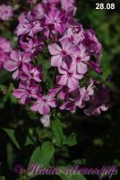 Флокс 'Валентиновка' / Phlox 'Valentinovka'