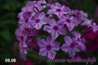 Флокс 'Валентиновка' / Phlox 'Valentinovka'