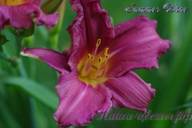 Лилейник 'Самэ Вайн' / Hemerocallis 'Summer Wine'