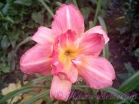 Лилейник 'Лонгфилдс Синк Пинк' / Hemerocallis 'Longfields Think Pink'