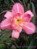 Лилейник 'Лонгфилдс Синк Пинк' / Hemerocallis 'Longfields Think Pink'