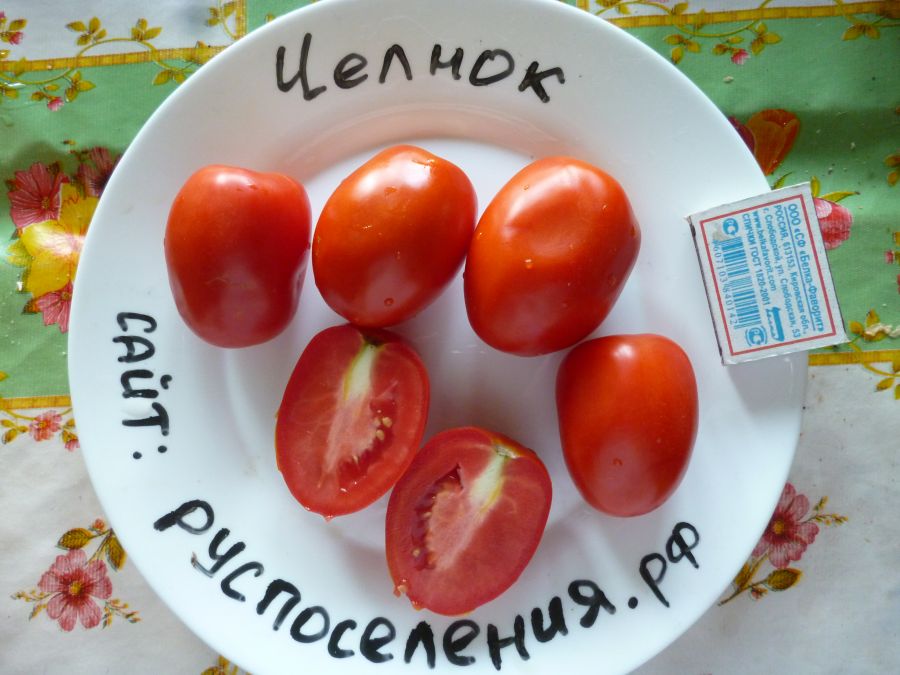 Томат Челнок (1997 г.)