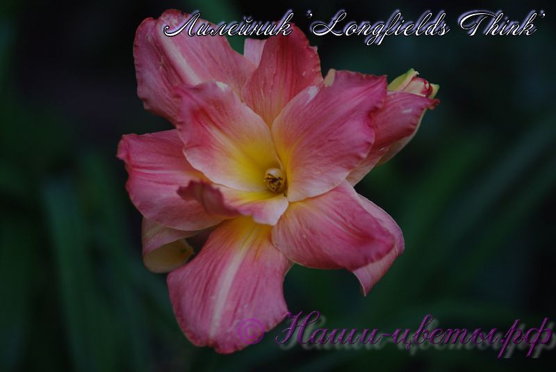 Лилейник 'Лонгфилдс Синк Пинк' / Hemerocallis 'Longfields Think Pink'