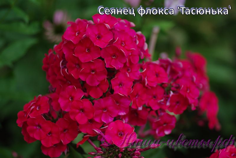 Флокс 'Тасюнька' / Phlox 'Tasyunka'