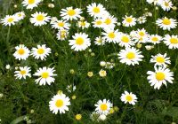 Семена «Девичья» ромашка купить в интернет-магазине ФОНД СССР с ...