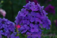 Флокс 'Песенка' / Phlox 'Pesenka'