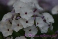 Флокс 'Тайное Желание' / Phlox 'Tainoe Gelanie'