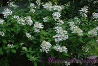 Гортензия метельчатая 'Юник' / Hydrangea paniculata 'Unique'