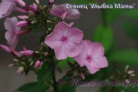 Флокс 'Улыбка Мамы' / Phlox 'Ulybka Mamy'