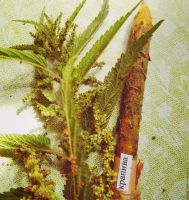 КРАПИВА. Свеча из вощины.