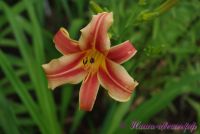 Лилейник 'Рибоннете',Hemerocallis 'Ribbonette