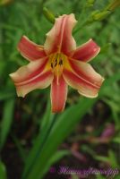 Лилейник 'Рибоннете',Hemerocallis 'Ribbonette