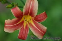 Лилейник 'Рибоннете' / Hemerocallis 'Ribbonette'