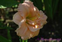 Лилейник 'Силоам Дабл Классик' /  Hemerocallis 'Siloam Double Classic'