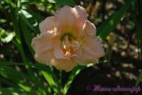 Лилейник 'Силоам Дабл Классик' /  Hemerocallis 'Siloam Double Classic'