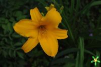 Лилейник 'Стелла де Оро' / Hemerocallis 'Stella de Oro'