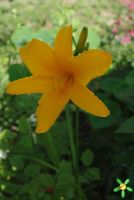 Лилейник 'Стелла де Оро' / Hemerocallis 'Stella de Oro'