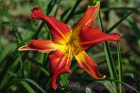 Лилейник 'Файэбон' / Hemerocallis 'Fireborn'