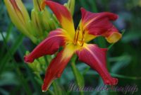 Лилейник 'Файэбон' / Hemerocallis 'Fireborn'