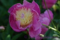 Пион травянистый 'Боул оф Бьюти' / Paeonia 'Bowl of Beauty'