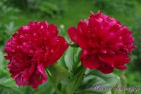 Пион травянистый 'Канзас' / Paeonia 'Kansas'